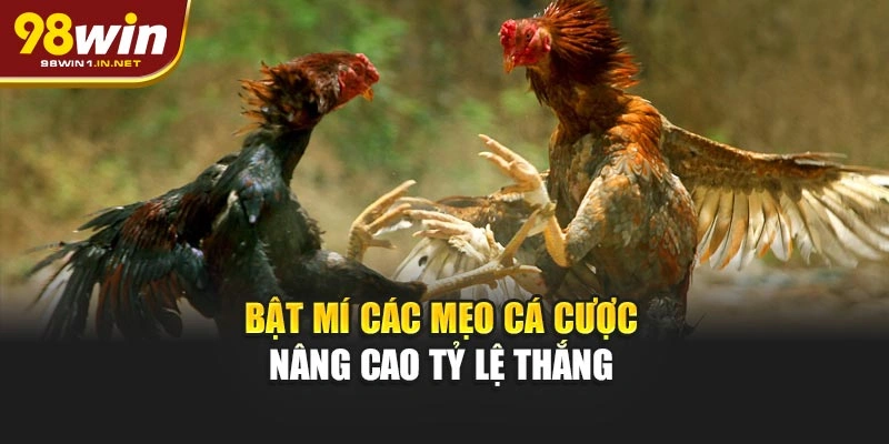 Bật mí các mẹo cá cược nâng cao tỷ lệ thắng